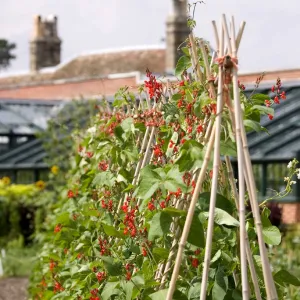 Heavy Duty Bamboo Garden Canes